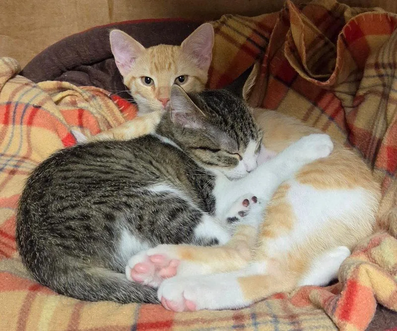 Lola and Gracie thumbnail 3