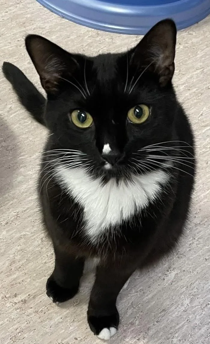 An adult medium-sized female Domestic Short Hair cat named Lalla for adoption in Beacon, NY