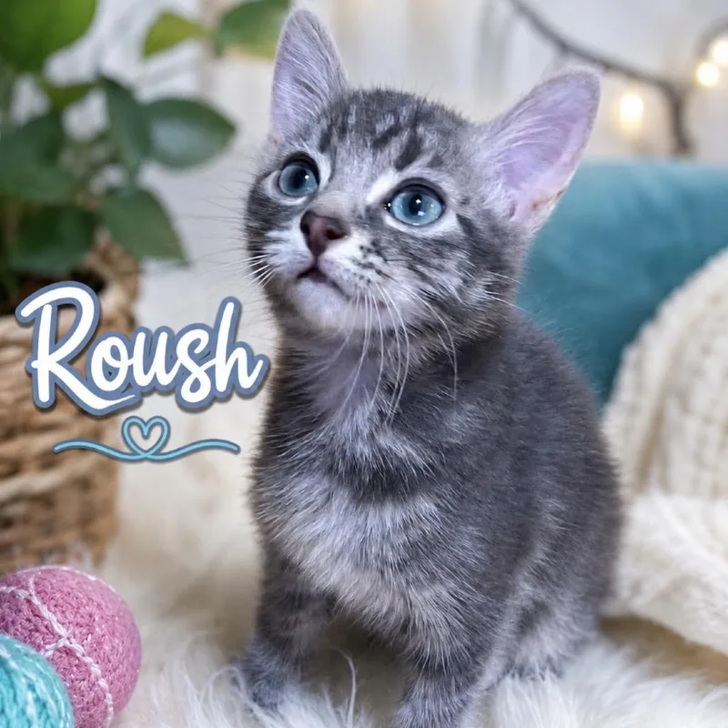 A baby small-sized male Gray / Blue / Silver Domestic Short Hair cat named Roush for adoption in Inman, SC