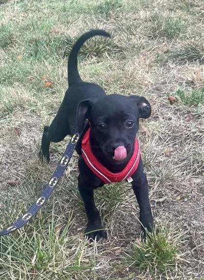 A young small-sized female Terrier dog named Wednesday for adoption in Annapolis, MD