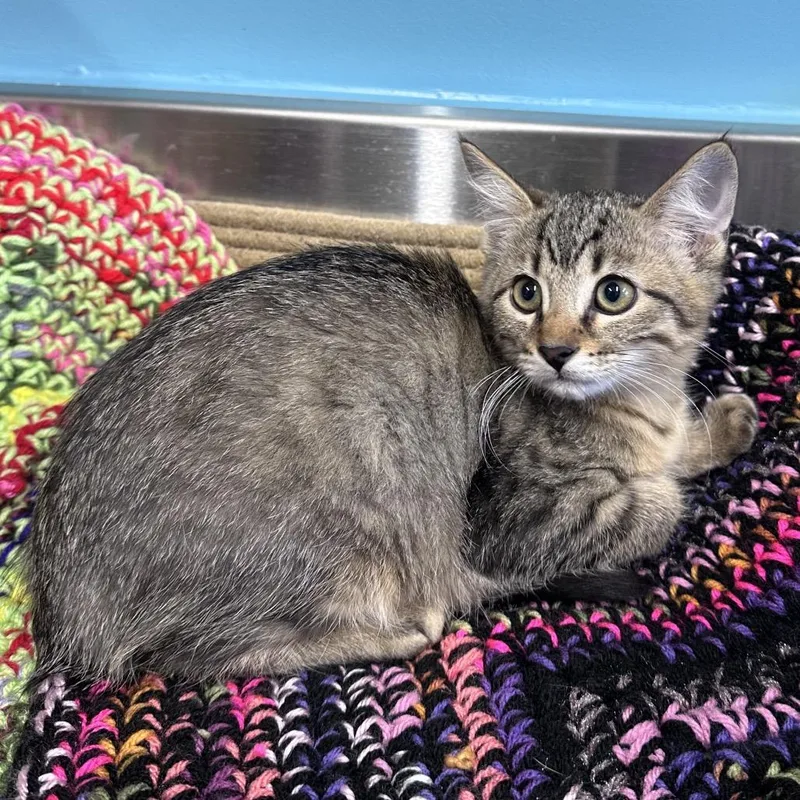 An adult small-sized female Domestic Short Hair cat named Bean for adoption in Mount Vernon, IN