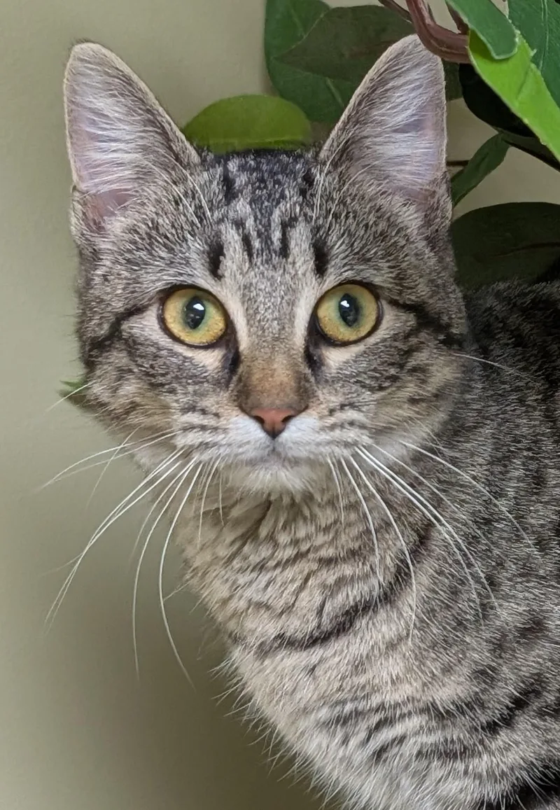 An adult medium-sized female Tabby (Gray / Blue / Silver) Domestic Short Hair cat named Sammy for adoption in Hastings, NE