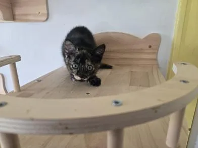 A baby small-sized female Tortoiseshell Domestic Short Hair cat named Pin for adoption in Liverpool, TX
