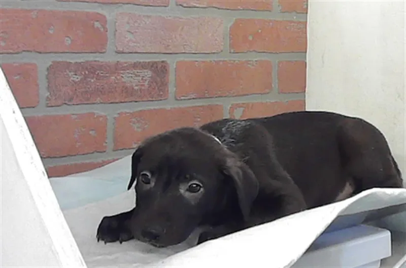 A baby small-sized male Labrador Retriever dog named Slade for adoption in Houston, TX