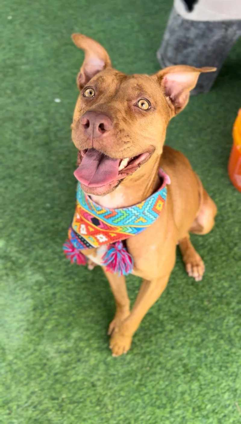 An adult medium-sized female Golden Vizsla dog named Grace for adoption in Houston, TX