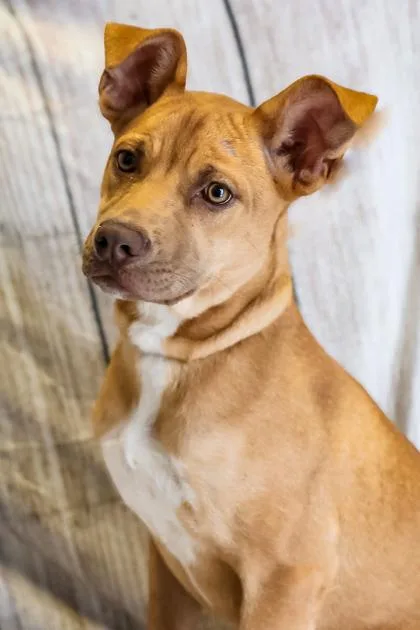 A baby medium-sized female Mixed Breed dog named June Bug for adoption in Dothan, AL