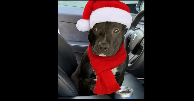 An adult medium-sized male Black Pit Bull Terrier dog named Bernie for adoption in Richmond, TX