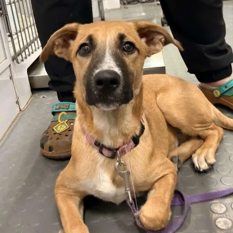 A young medium-sized female Yellow / Tan / Blond / Fawn Labrador Retriever dog named Tilly for adoption in CORPUS CHRISTI, TX