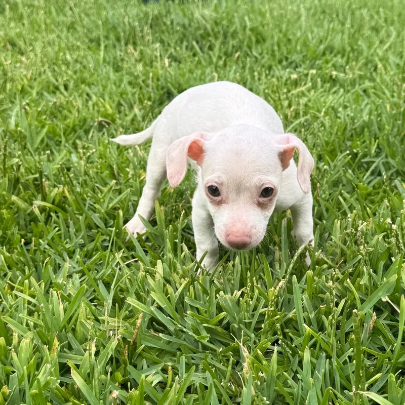 Piglet thumbnail 2