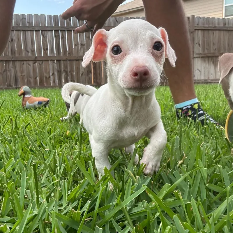 Piglet thumbnail 3