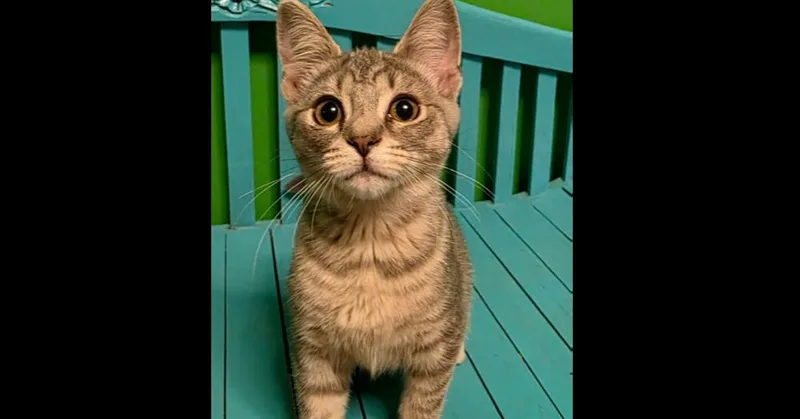 A baby small-sized female Domestic Short Hair cat named Jet for adoption in Harpers Ferry, WV