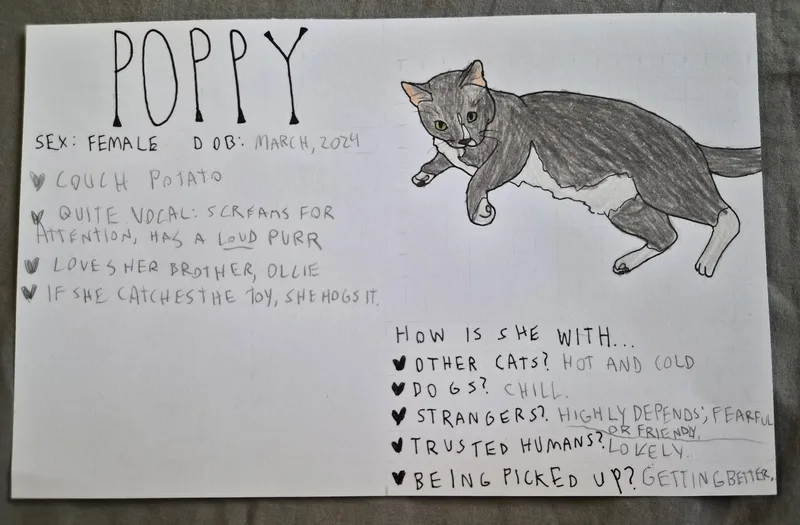 An adult medium-sized female Gray & White Domestic Short Hair cat named Poppy for adoption in Crockett, CA