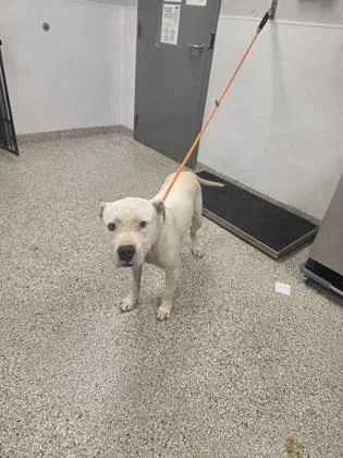 An adult large-sized male Pit Bull Terrier dog named Ravioli for adoption in Gastonia, NC