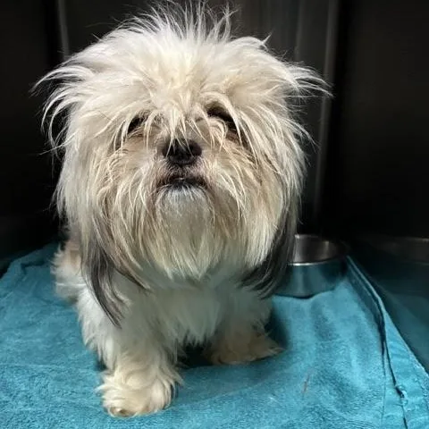 A young small-sized male White / Cream Shih Tzu dog named Nicky for adoption in Tulsa, OK