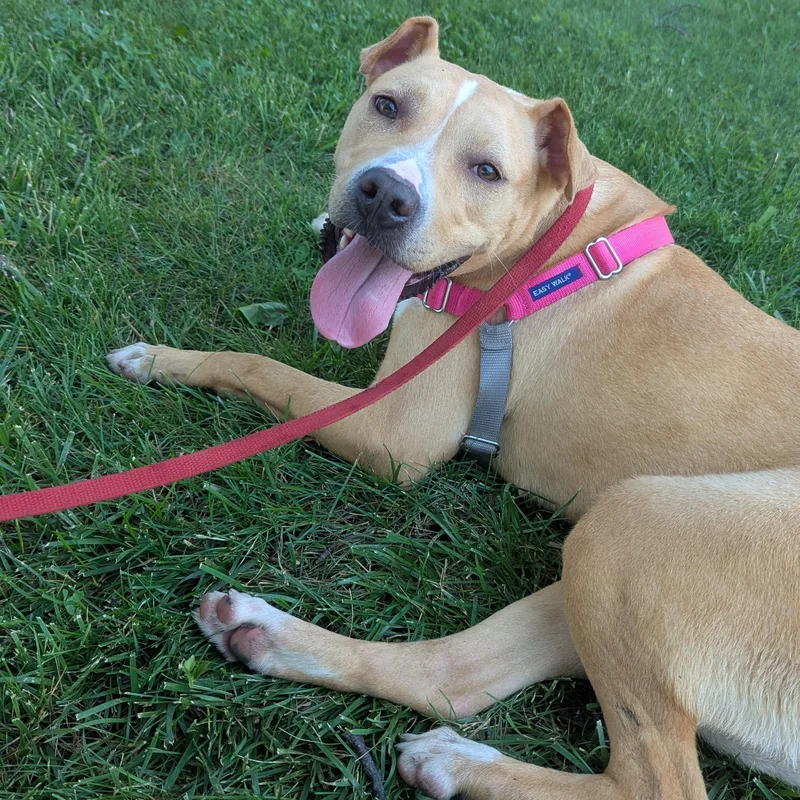 An adult medium-sized female Yellow / Tan / Blond / Fawn Yellow Labrador Retriever dog named Nyla for adoption in Valparaiso, IN