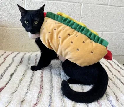 An adult medium-sized male Domestic Short Hair cat named Costco Hotdog for adoption in Vero Beach, FL