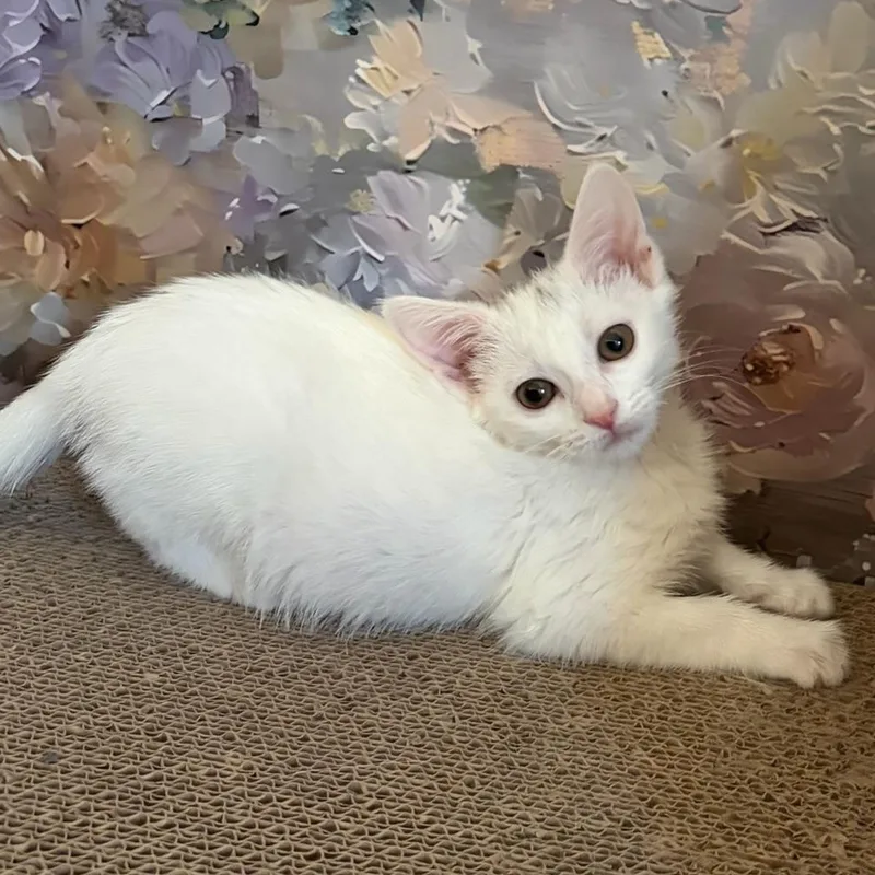 A baby medium-sized female White Domestic Short Hair cat named Francine for adoption in Burbank, CA