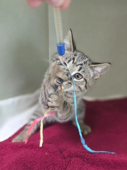A baby small-sized male Domestic Short Hair cat named Tom for adoption in Westland, MI