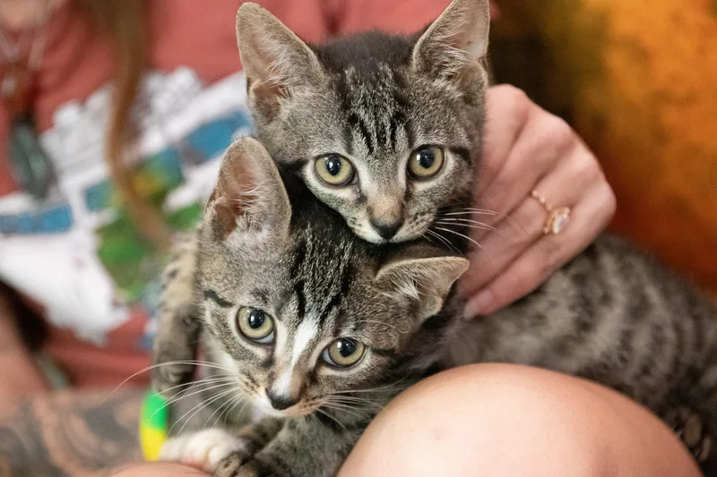 A baby small-sized male Tabby (Brown / Chocolate) Domestic Short Hair cat named Kimchi And Cabbage for adoption in Haddon Heights, NJ