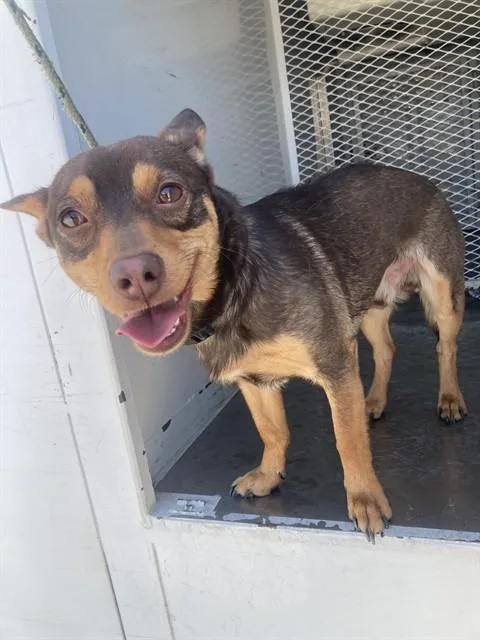 A young small-sized male Chihuahua dog named Rocket for adoption in Bakersfield, CA