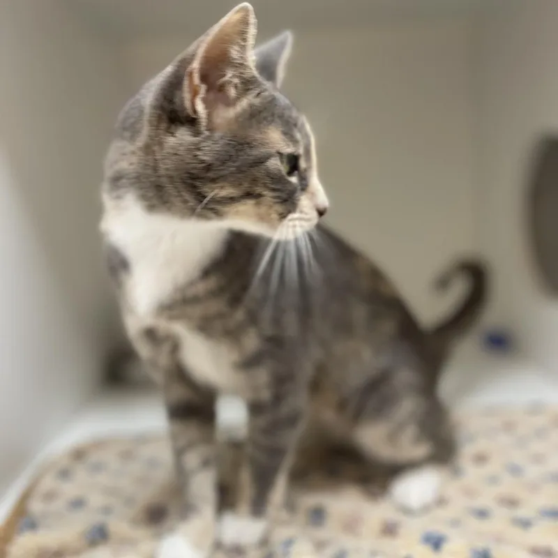 Mittens thumbnail 3