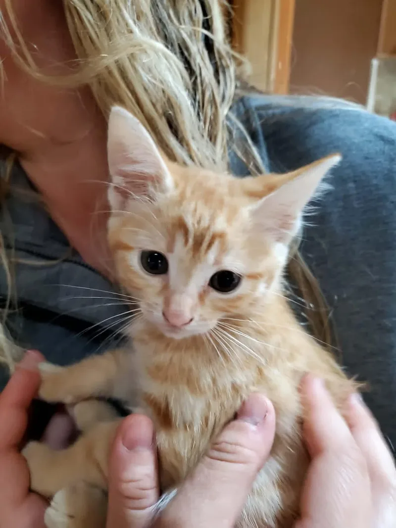 A baby medium-sized female Orange / Red Domestic Long Hair cat named Pokadot for adoption in Manhattan, KS
