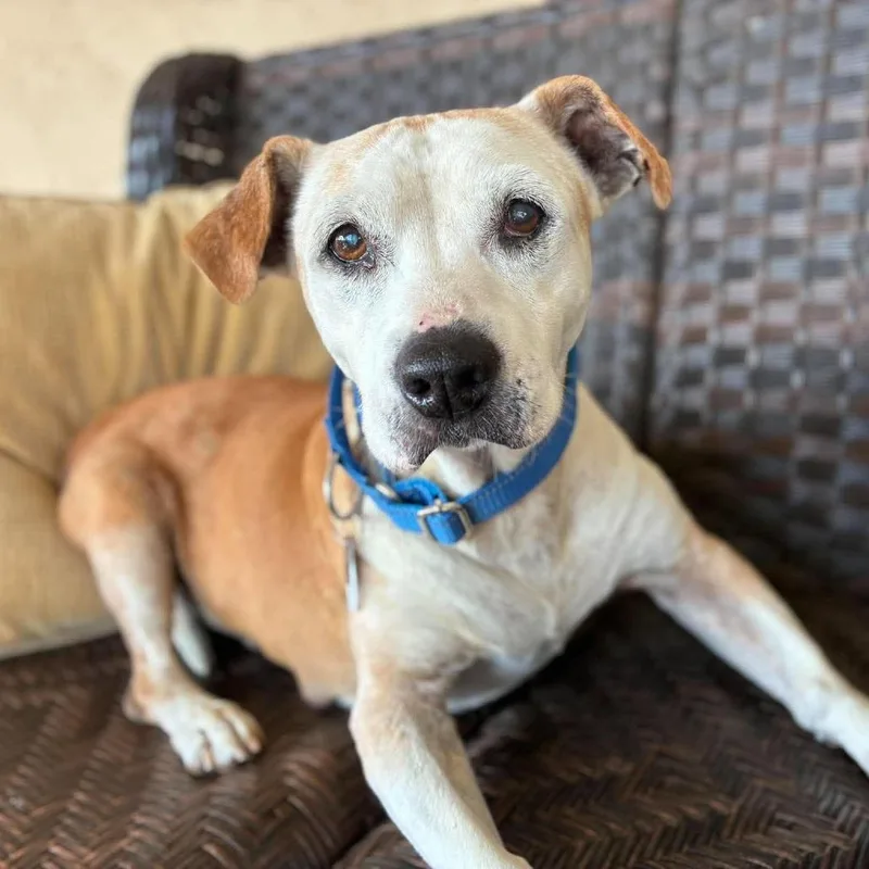 A senior medium-sized male Beagle dog named Charlie Chartreuse for adoption in Ramona, CA