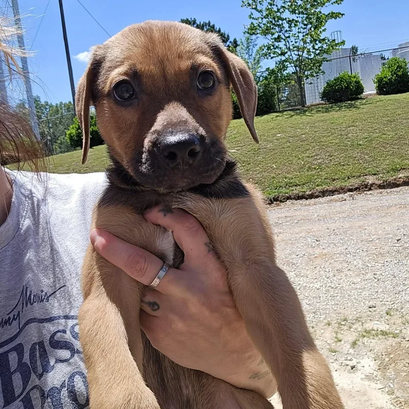 Dozer thumbnail 2