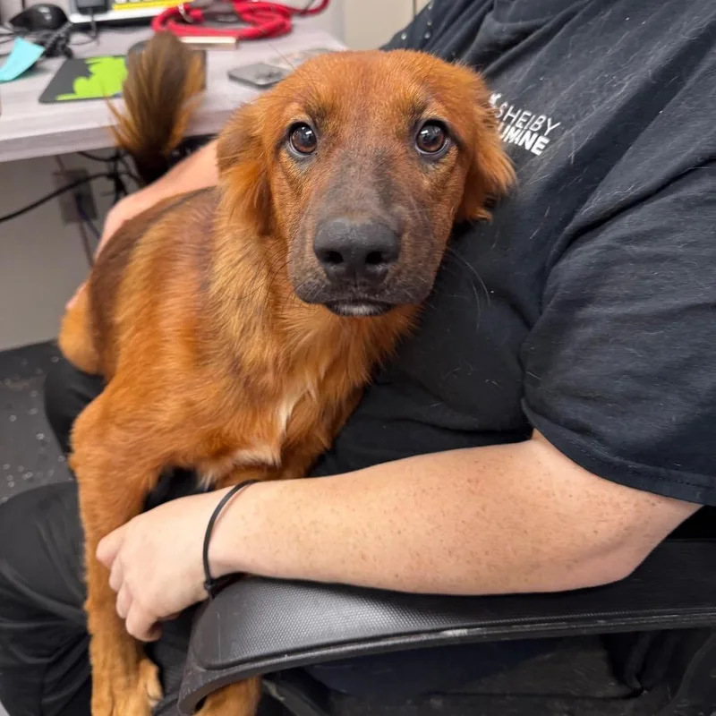 A young medium-sized male Red / Chestnut / Orange Mixed Breed dog named Shaggy for adoption in Columbiana, AL