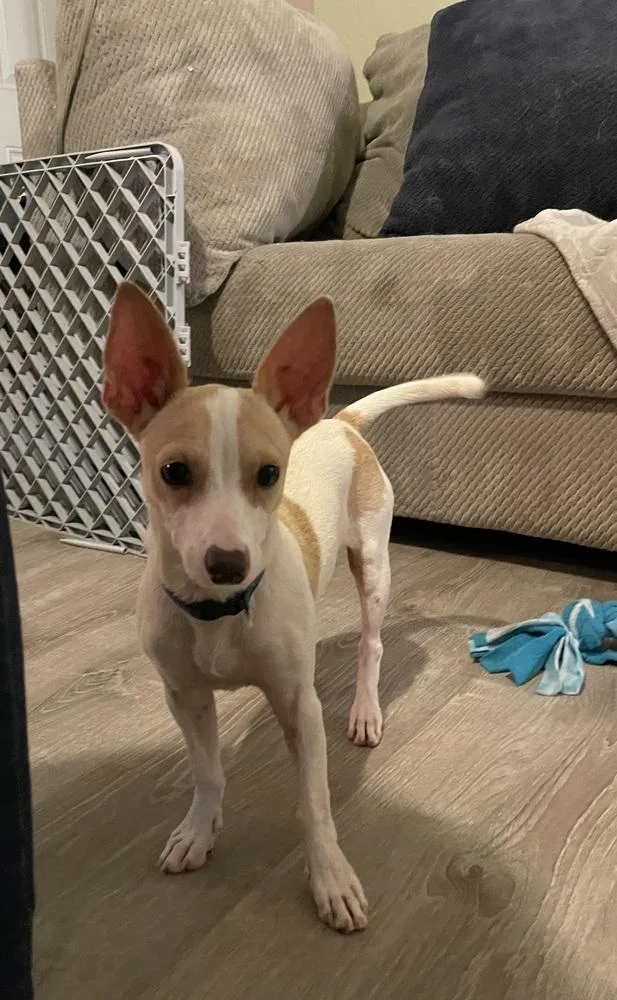 A young small-sized male Chihuahua dog named Kachow ๐ค for adoption in Silsbee, TX