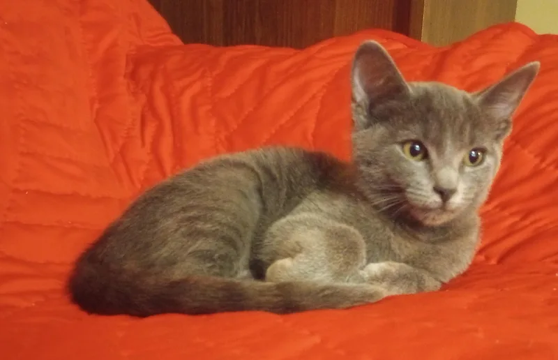 A baby medium-sized female Gray / Blue / Silver Domestic Short Hair cat named Chyna for adoption in Smithfield, NC