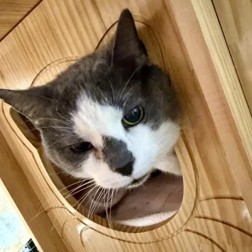 A senior medium-sized female Gray / Blue / Silver Domestic Short Hair cat named Gretel for adoption in Kennett Square, PA