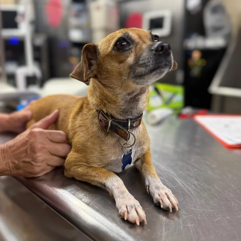 An adult small-sized female Yellow / Tan / Blond / Fawn Mixed Breed dog named Princess Leah for adoption in Pauls Valley, OK
