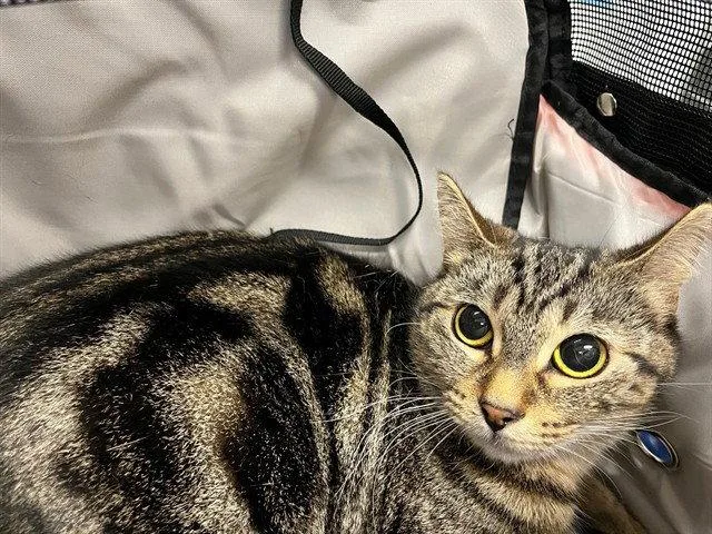 An adult medium-sized female Domestic Short Hair cat named Stormy for adoption in Tavares, FL