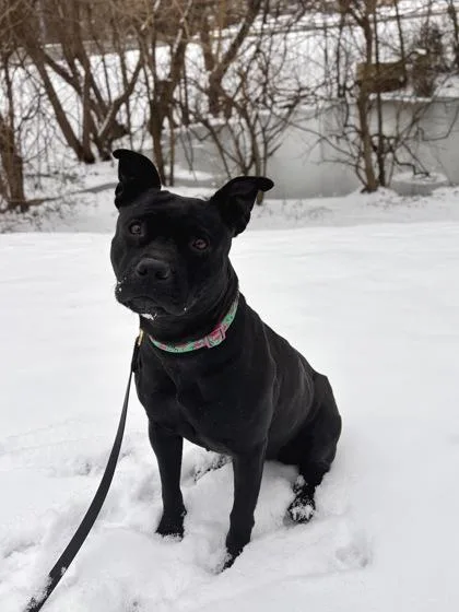 An adult medium-sized female Pit Bull Terrier dog named Aviary for adoption in Knoxville, TN