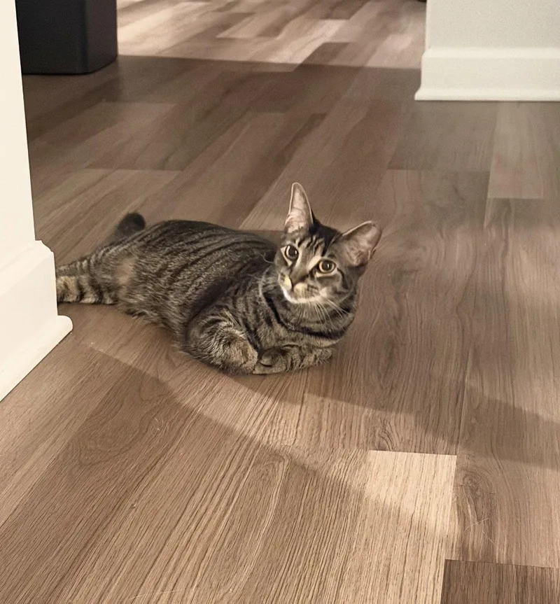 A baby medium-sized female Domestic Short Hair cat named Andie for adoption in Walled Lake, MI
