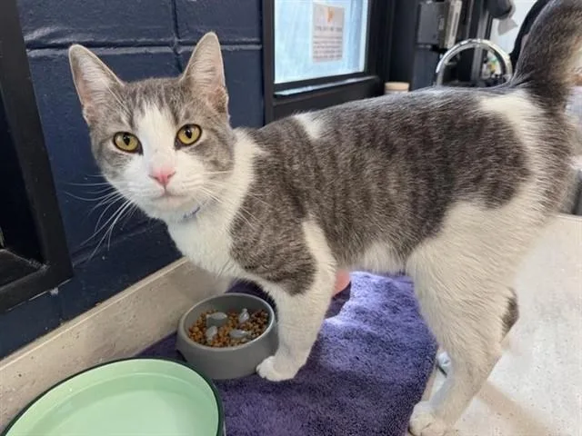 A young small-sized male Domestic Short Hair cat named Allen for adoption in Saint Louis, MO