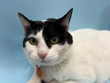 An adult small-sized female Domestic Short Hair cat named Ni ̋a for adoption in Woodbury, MN