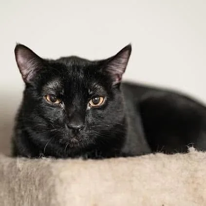 An adult small-sized male Black Domestic Short Hair cat named Vader for adoption in Long Island City, NY