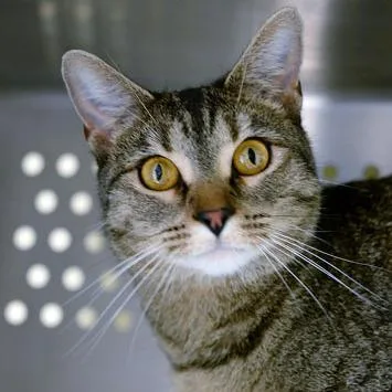 An adult medium-sized female Brown / Chocolate Domestic Short Hair cat named Amber for adoption in Fort Leavenworth, KS