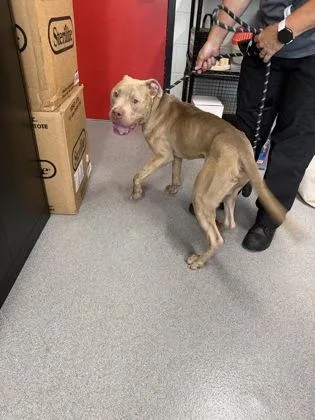 An adult medium-sized male Mixed Breed dog named Judge for adoption in West Chester, PA