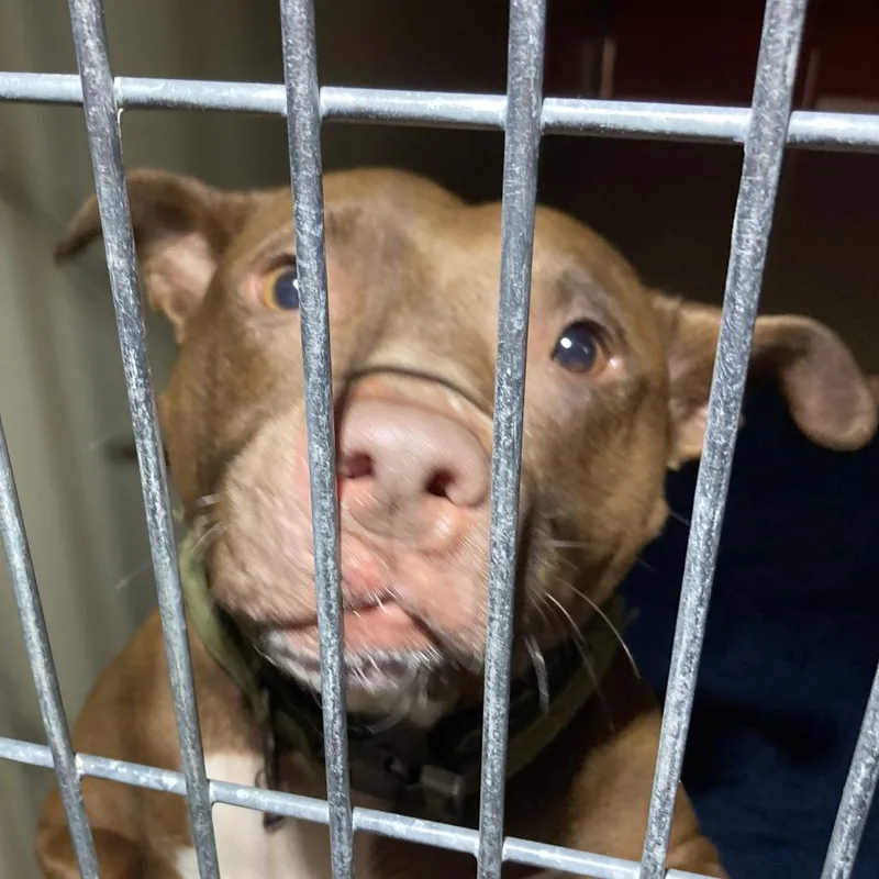 An adult medium-sized female Brown / Chocolate Mixed Breed dog named Allegra for adoption in Philadelphia, PA