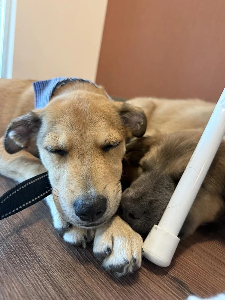 A baby medium-sized male Brown / Chocolate Mixed Breed dog named Chewy for adoption in Littleton, CO
