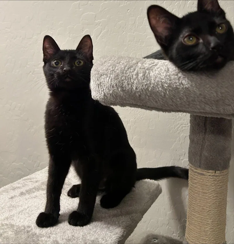 A baby small-sized female Black Domestic Short Hair cat named Shelley for adoption in Phoenix, AZ