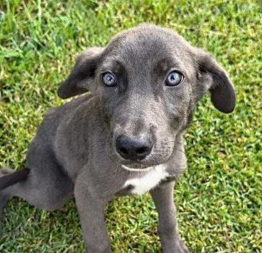 A baby medium-sized male Gray / Blue / Silver Weimaraner dog named Pup Coriander for adoption in Washington, DC