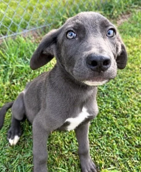 Pup Coriander thumbnail 3