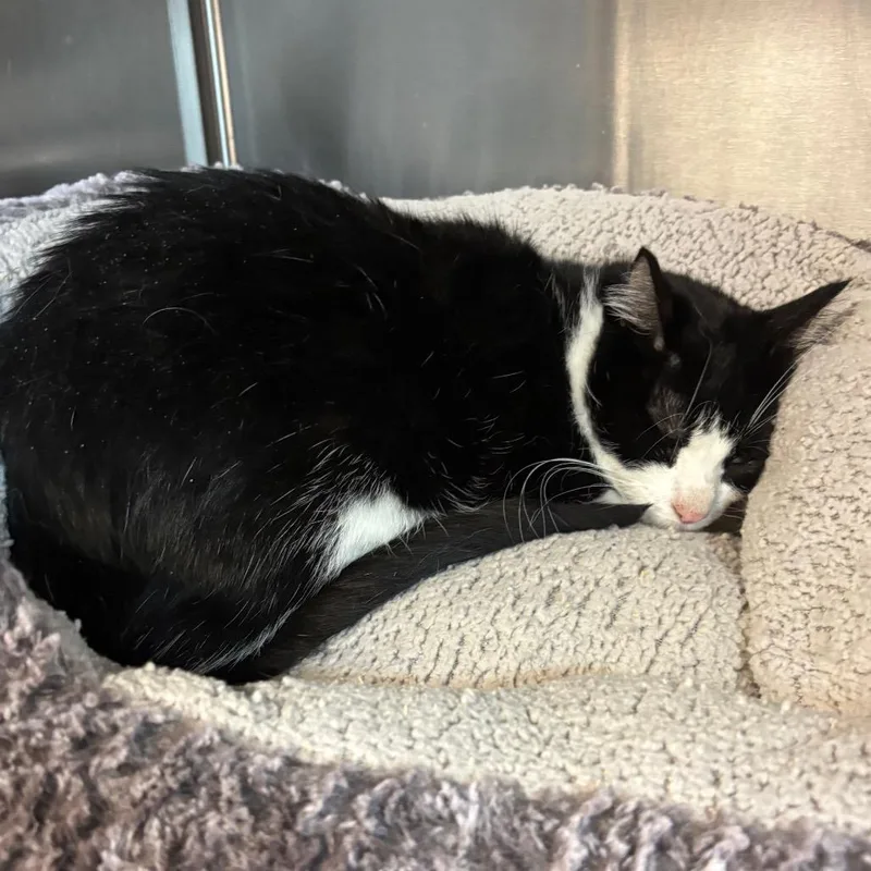 A young medium-sized female Black Domestic Medium Hair cat named Harlee for adoption in Los Angeles, CA