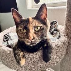 An adult medium-sized female Domestic Short Hair cat named BoKatan for adoption in Las Vegas, NV