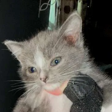 A baby small-sized male Gray / Blue / Silver Domestic Short Hair cat named Taquito for adoption in Winchester, VA