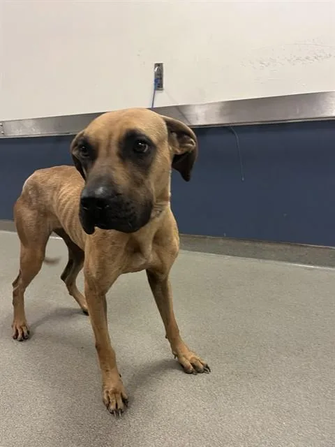 An adult large-sized female Black Mouth Cur dog named Jenny for adoption in Miami, FL